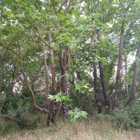 Апартаменты ζεστή φωλιά