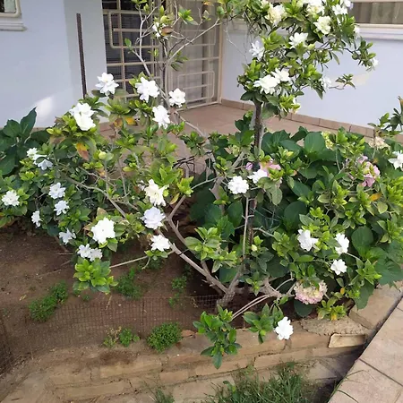 Апартаменты ζεστή φωλιά